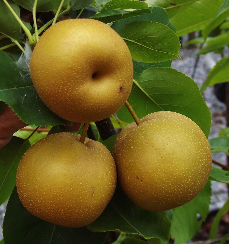 Asian Pears (Pyrus pyrifolia 'Chojuro')
