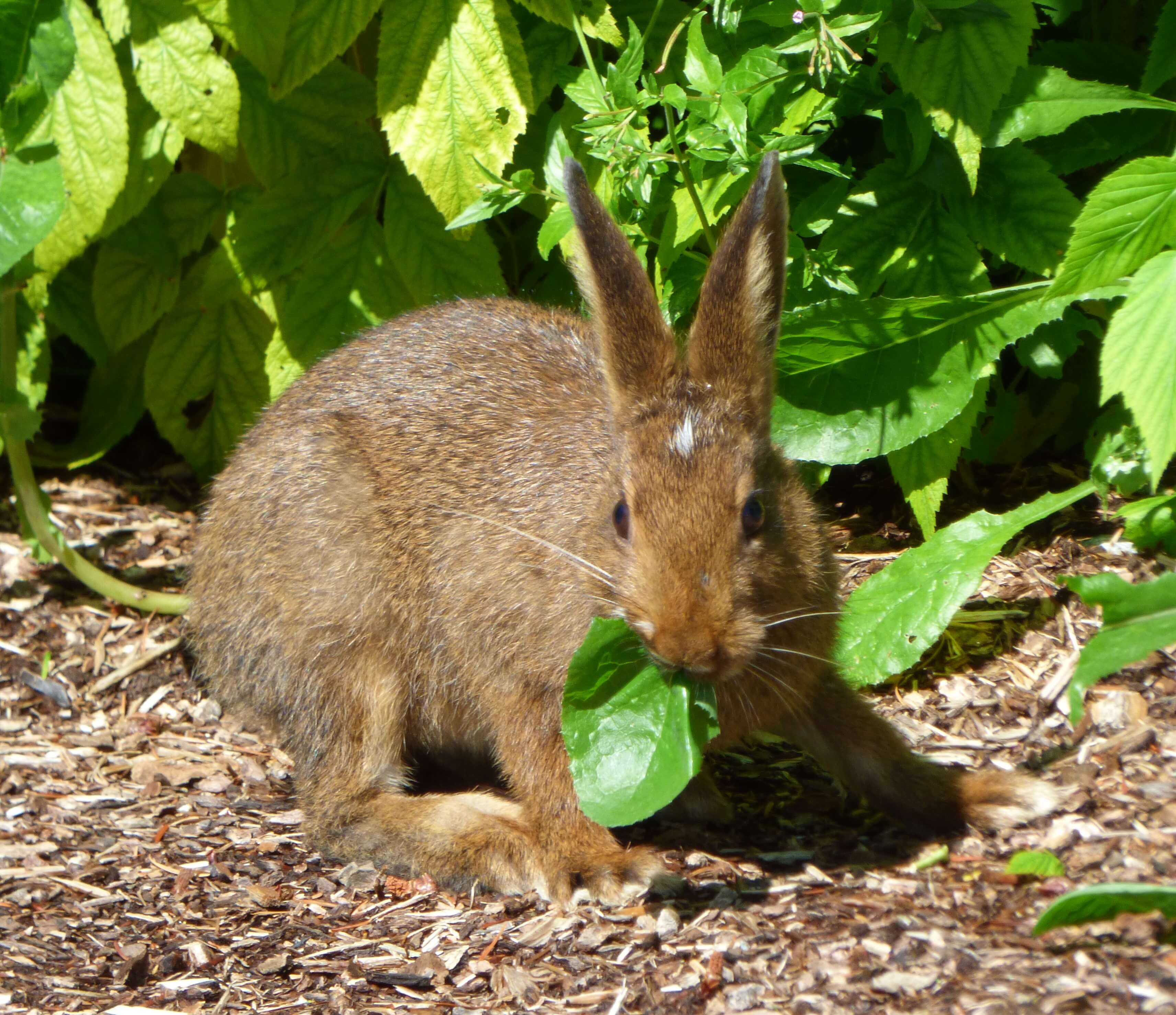 Wild rabbit in the garden