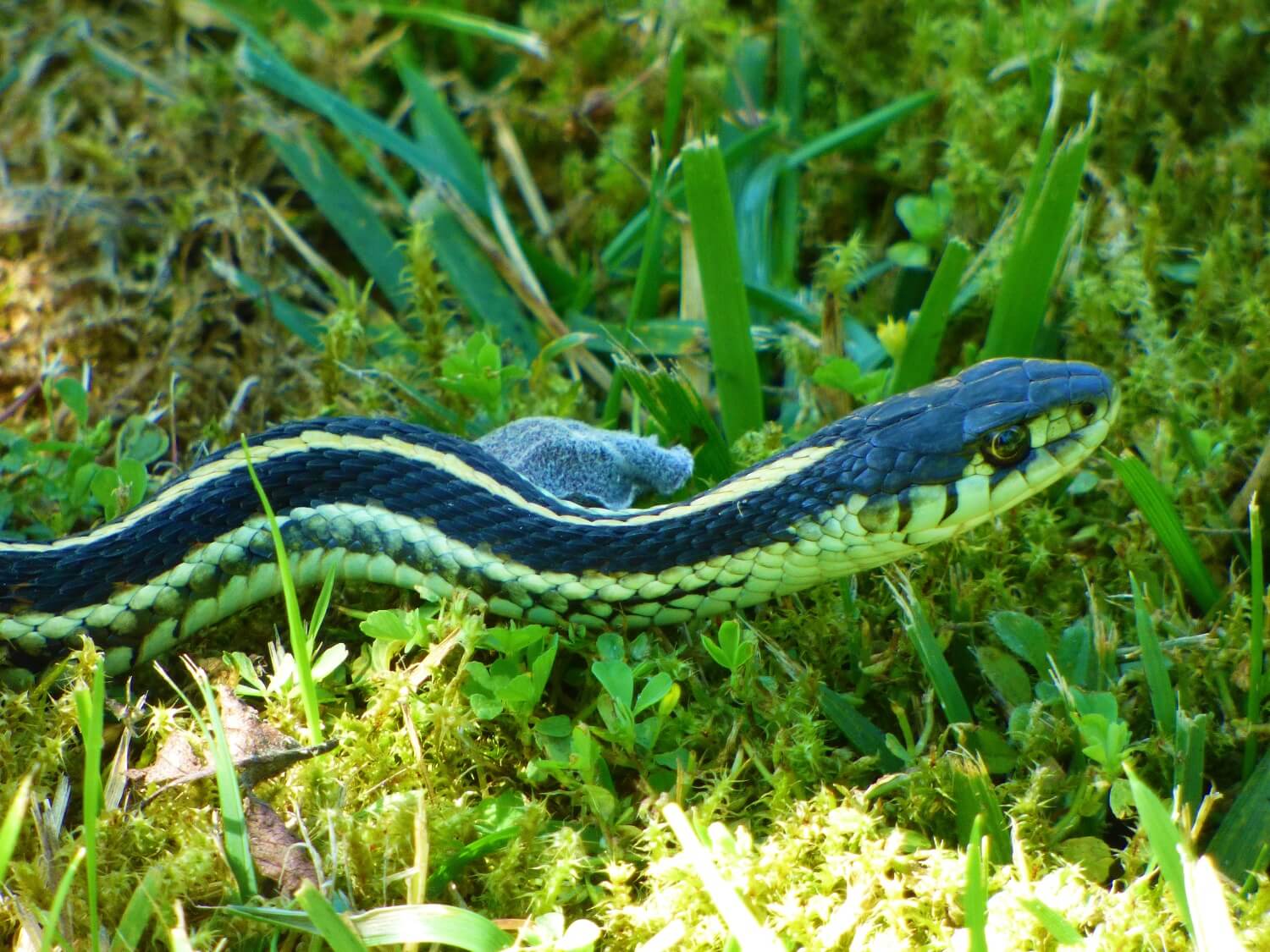 Black and green snake in the garden