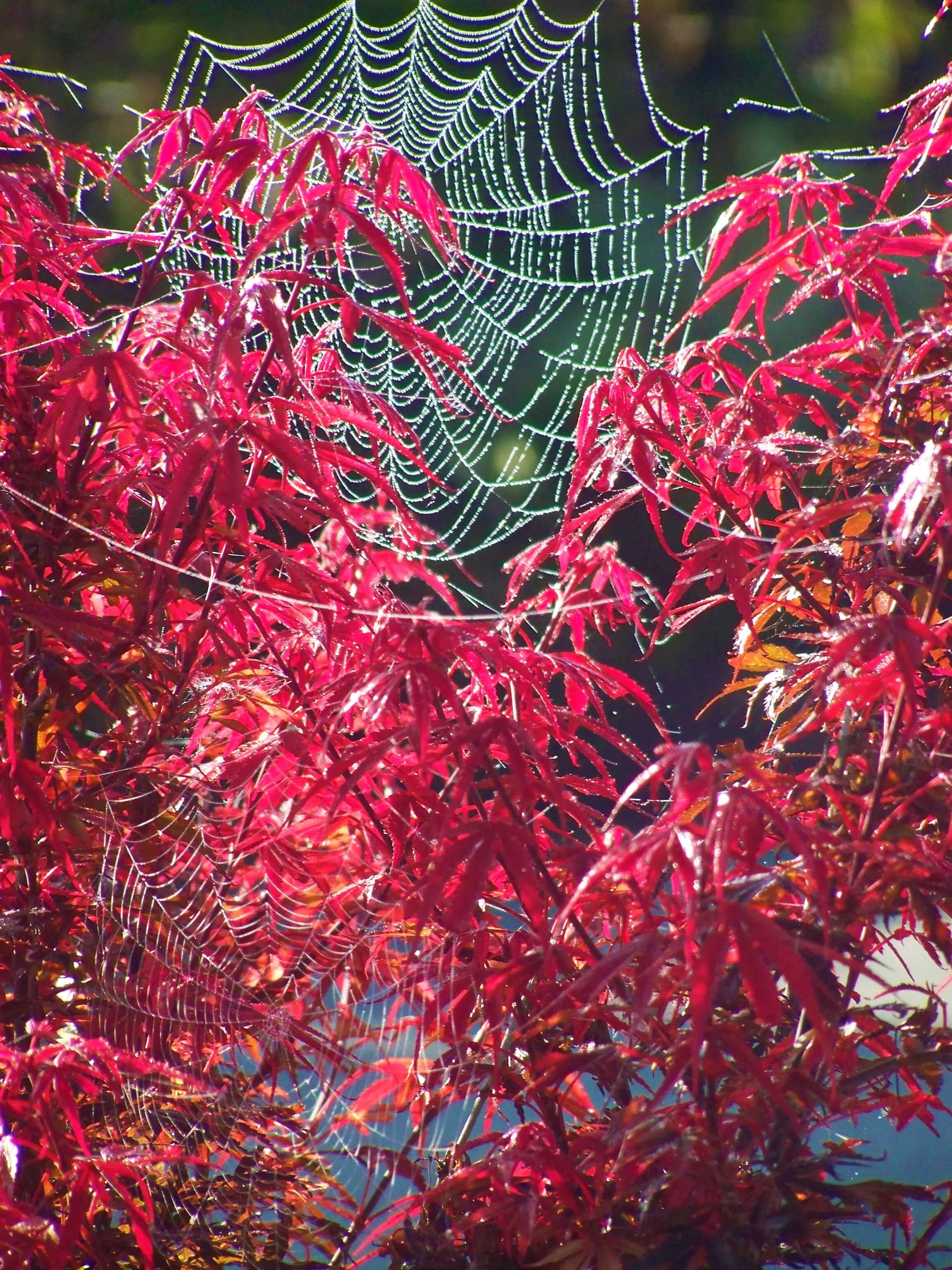 Spider web with dew in a red maple tree