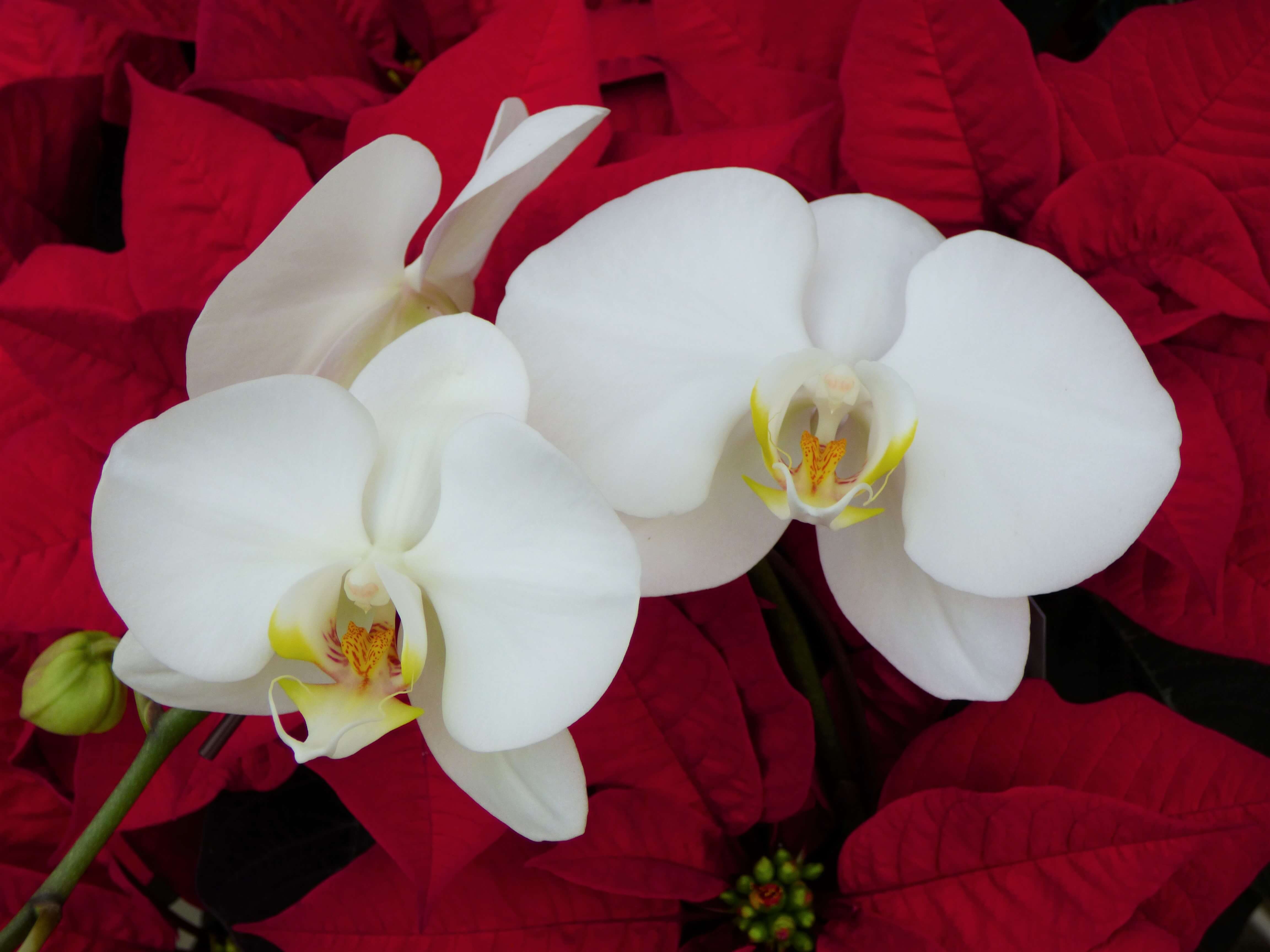 White Phalaenopsis Orchid