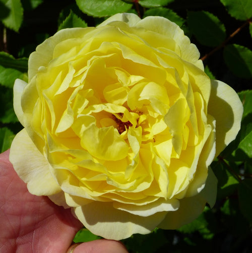 Juliet Rose Flower Seed 10 Seeds Sweet Flowers Highly Fragrant