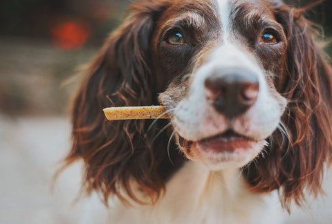 dog training with pet treats