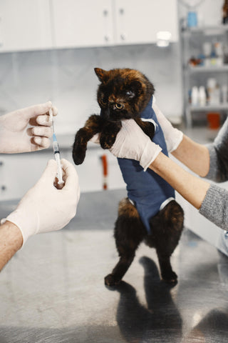 Cat at vet hospital being seeing by veterinarian