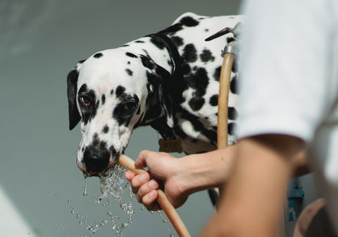 Dalmatian drinking water out of garden hose