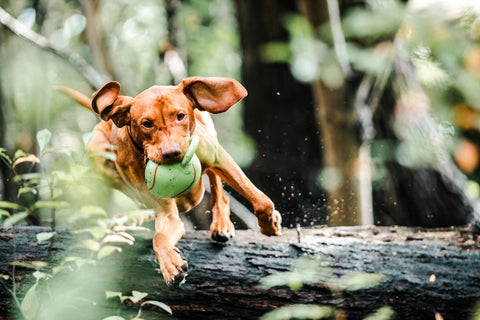 Vizsla running through the woods with a green ball in its' mouth