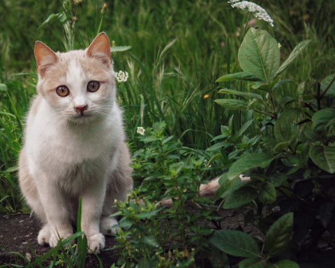 white cat standing next to grass