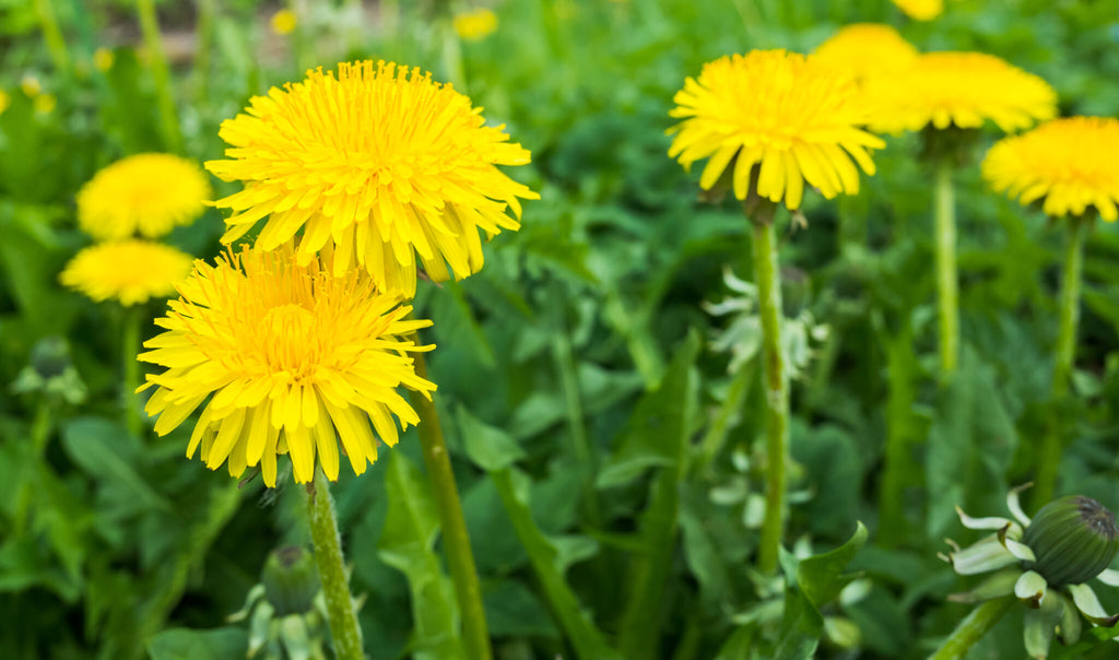 Dandelions are Great for Bees