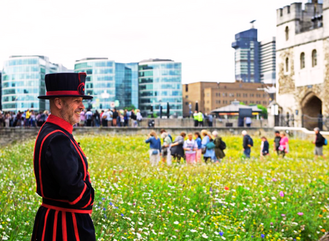 Beefeater looks out over a meadow of wildflowers, filled with visitors in the grounds of the tower of London