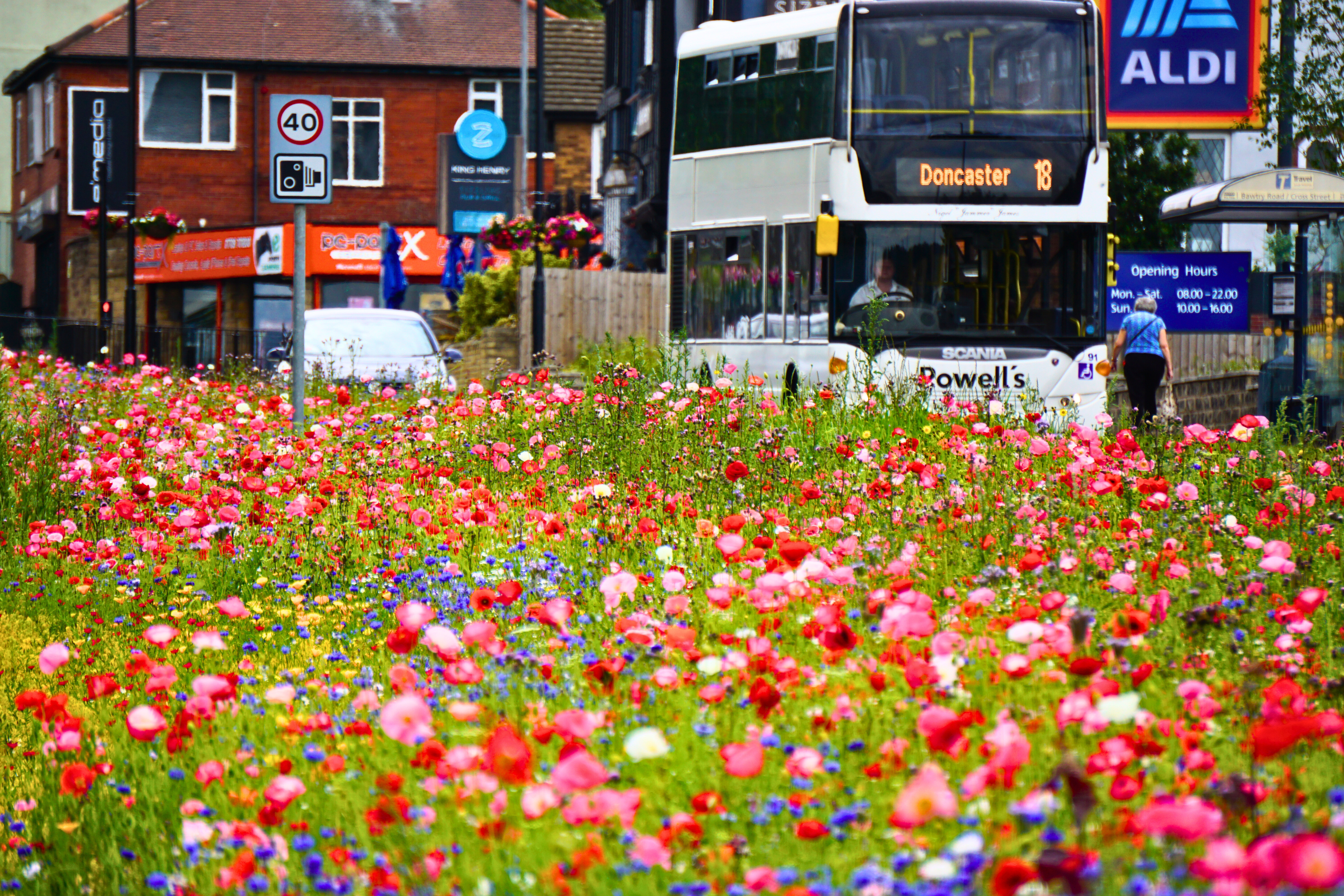 Pictorial Meadows Classic Annual Wildflower Seed Mix