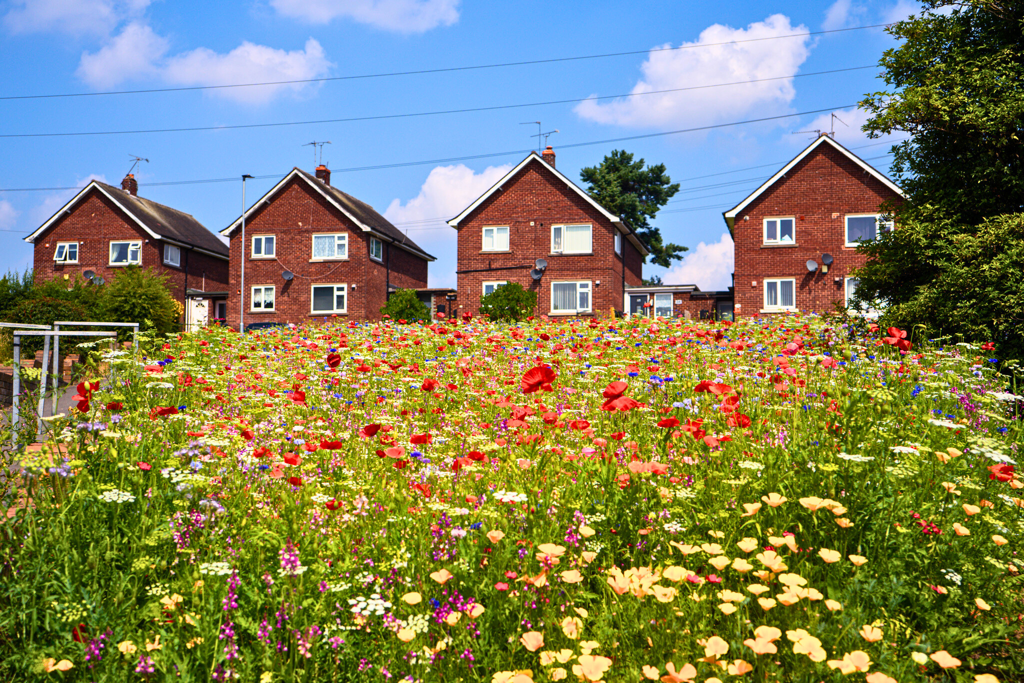 Pictorial Meadows Classic Annual Wildflower Seed Mix