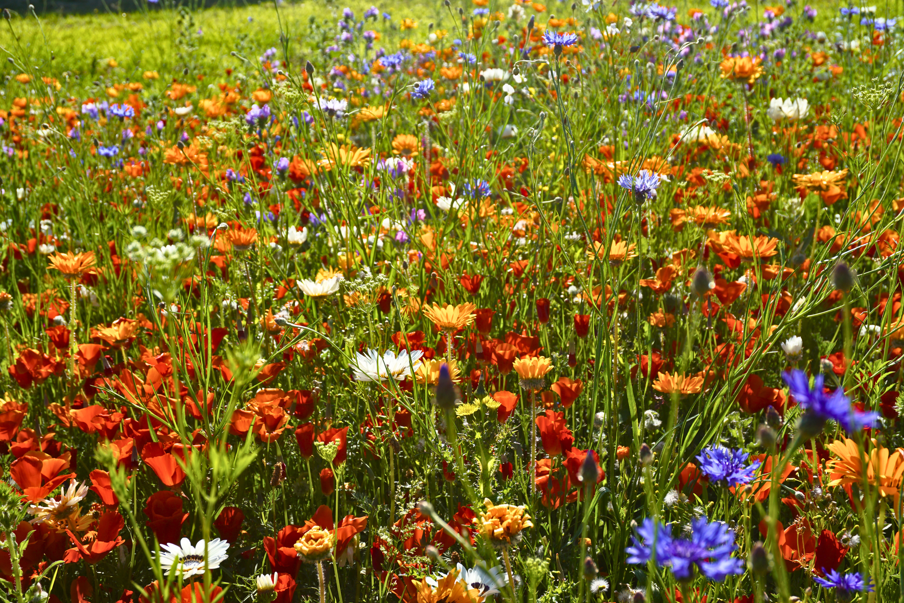 Pictorial Meadows Kingfisher Annual Wildflower Seed Mix