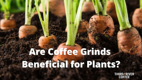 Are Coffee Grinds  Beneficial for Plants