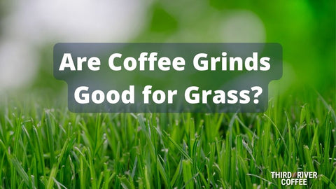 Are Coffee Grinds  Good for Grass