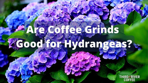 Are Coffee Grinds  Good for Hydrangeas