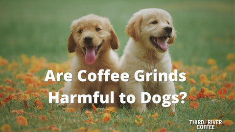 Are Coffee Grinds  Harmful to Dogs