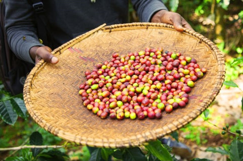 Tanzania Coffee Beans - Rift Valley - Espresso