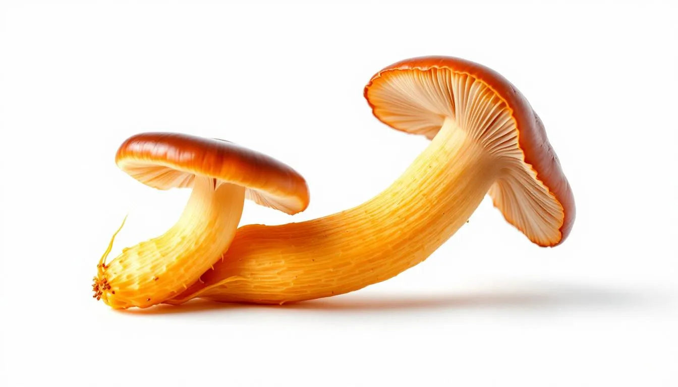 Reishi and cordyceps mushrooms for wellness