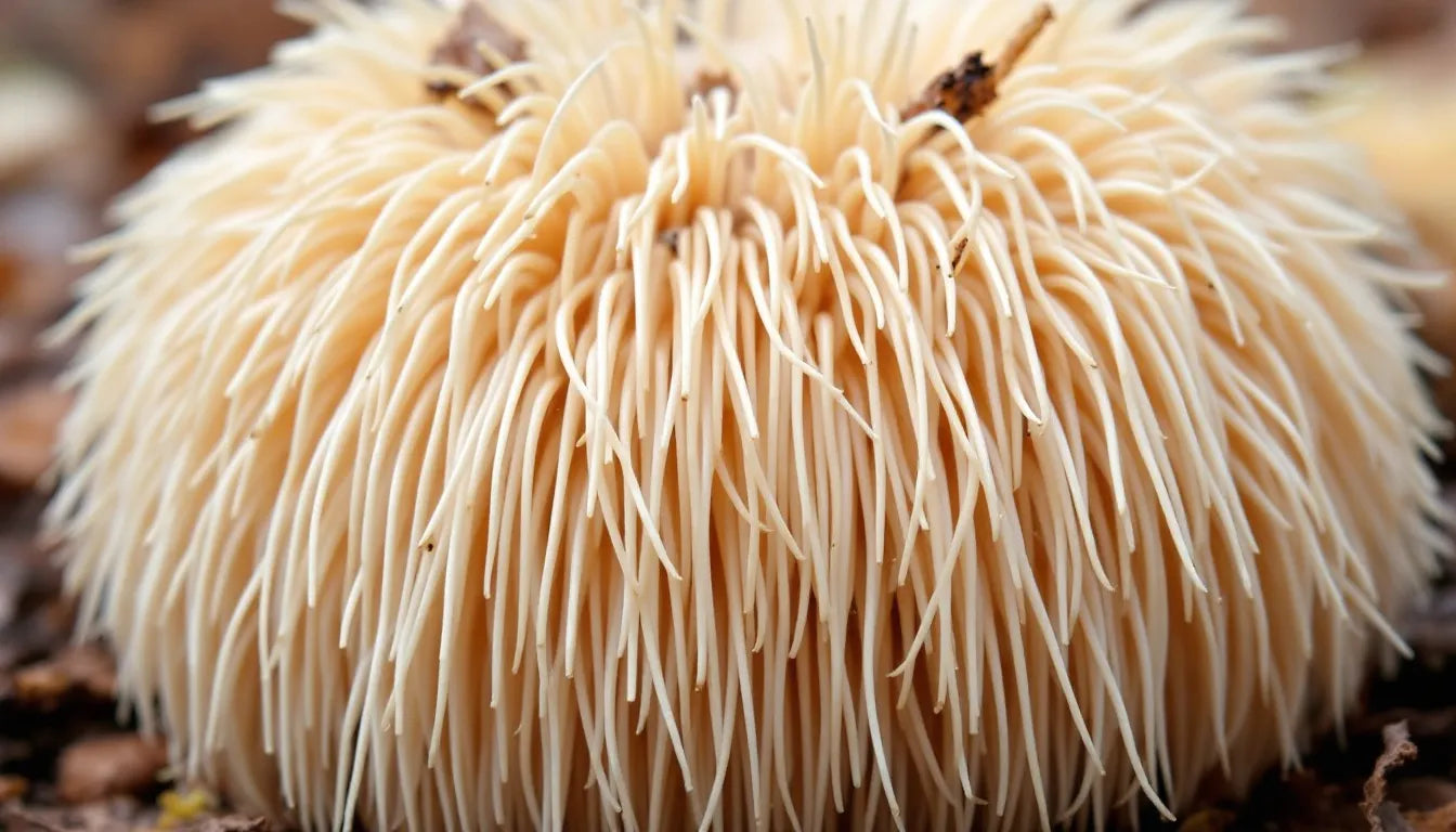 Close-up of Lion’s Mane mushrooms showing dense spines linked to medicinal quality