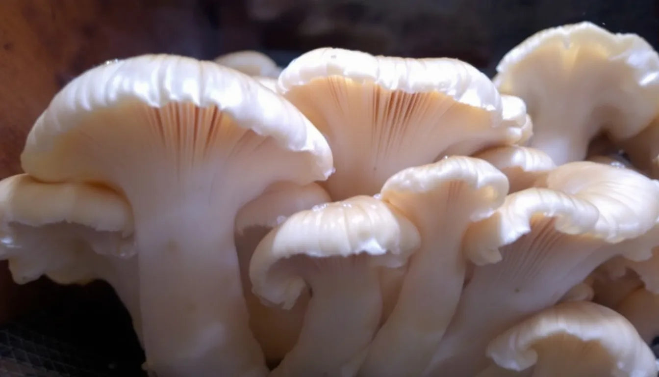 Oyster mushrooms thriving in a humid growing container
