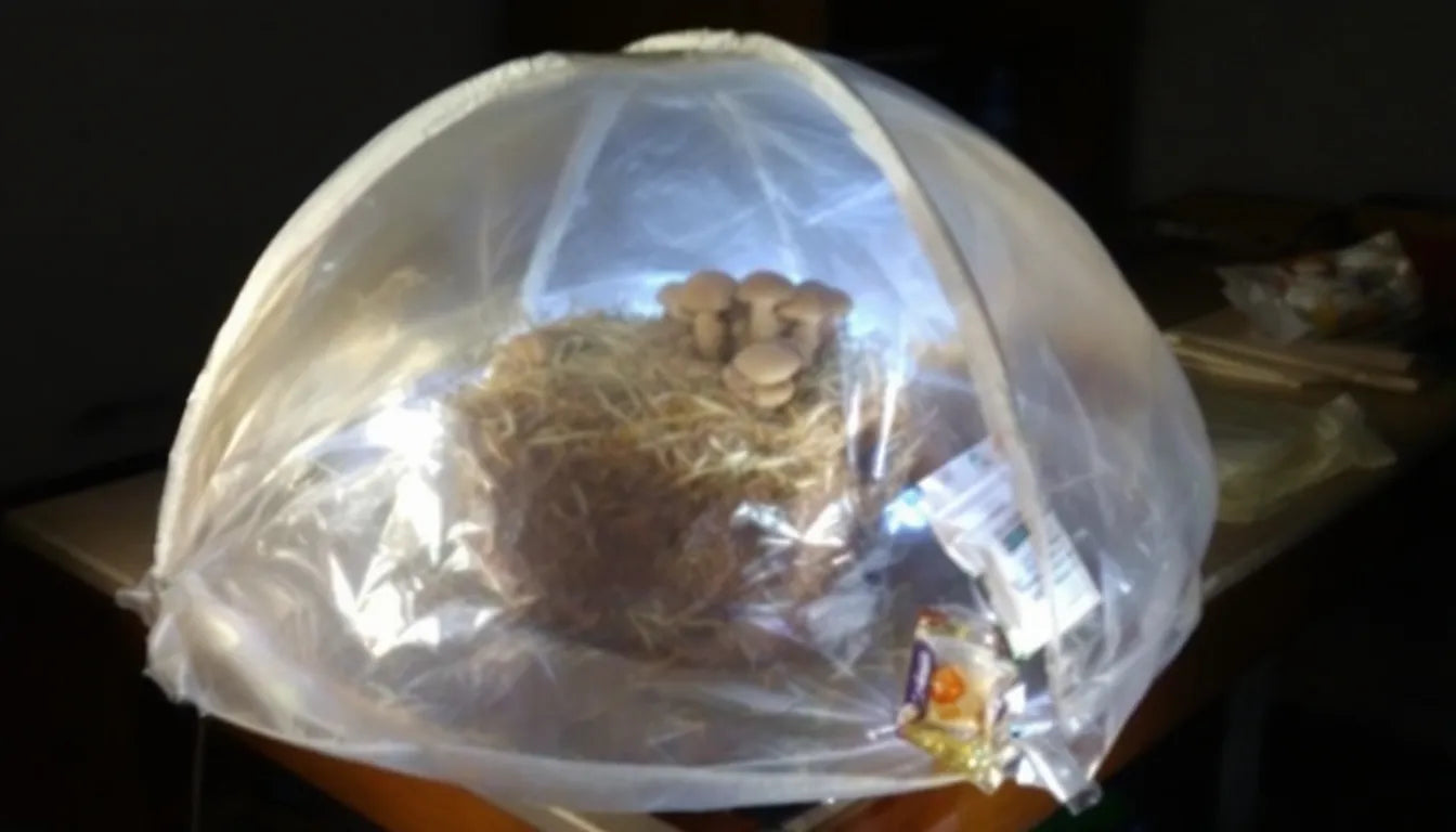 Beginner mushroom grow kit with a clear plastic humidity dome