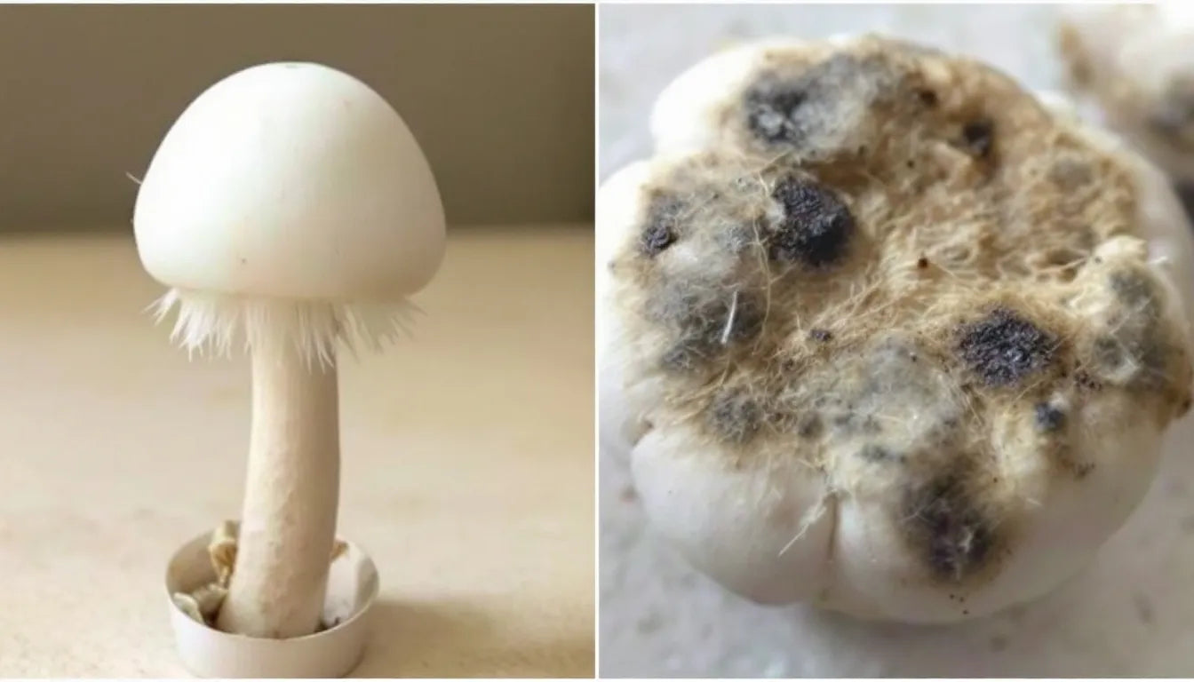 comparison of a healthy and moldy turkey tail mushroom kit