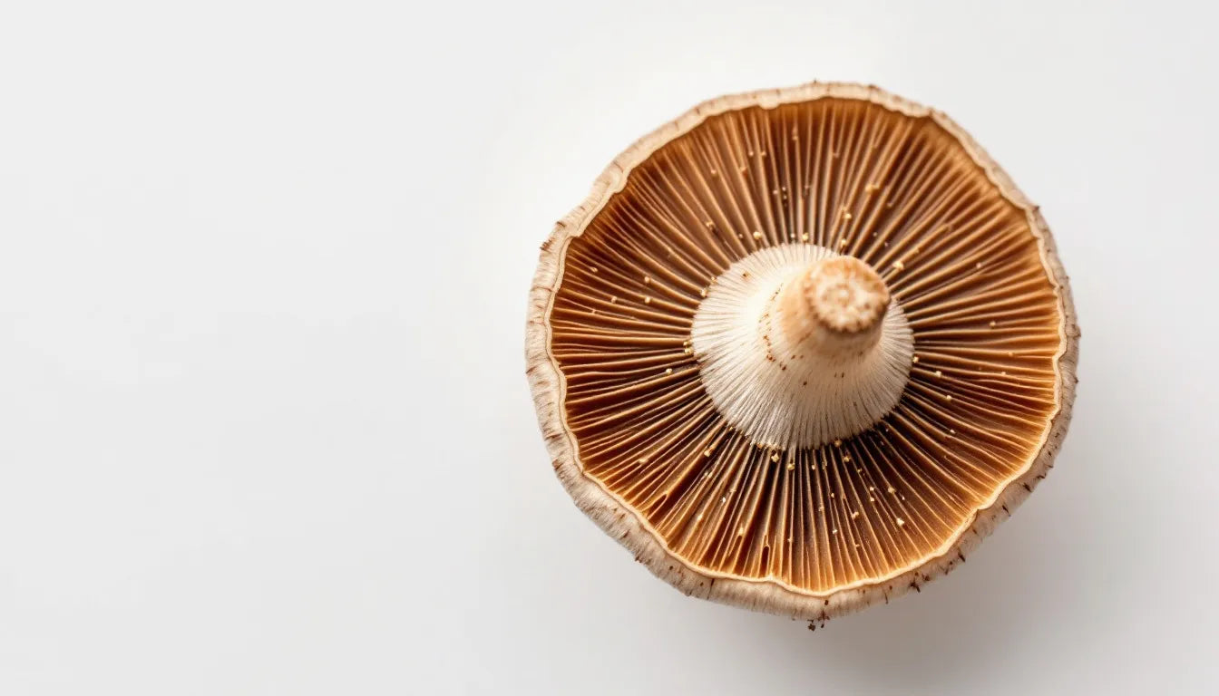 Mushroom identification using spore prints and visual inspection