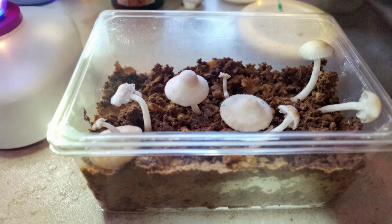 Beginner mushroom grow kit producing fresh mushrooms