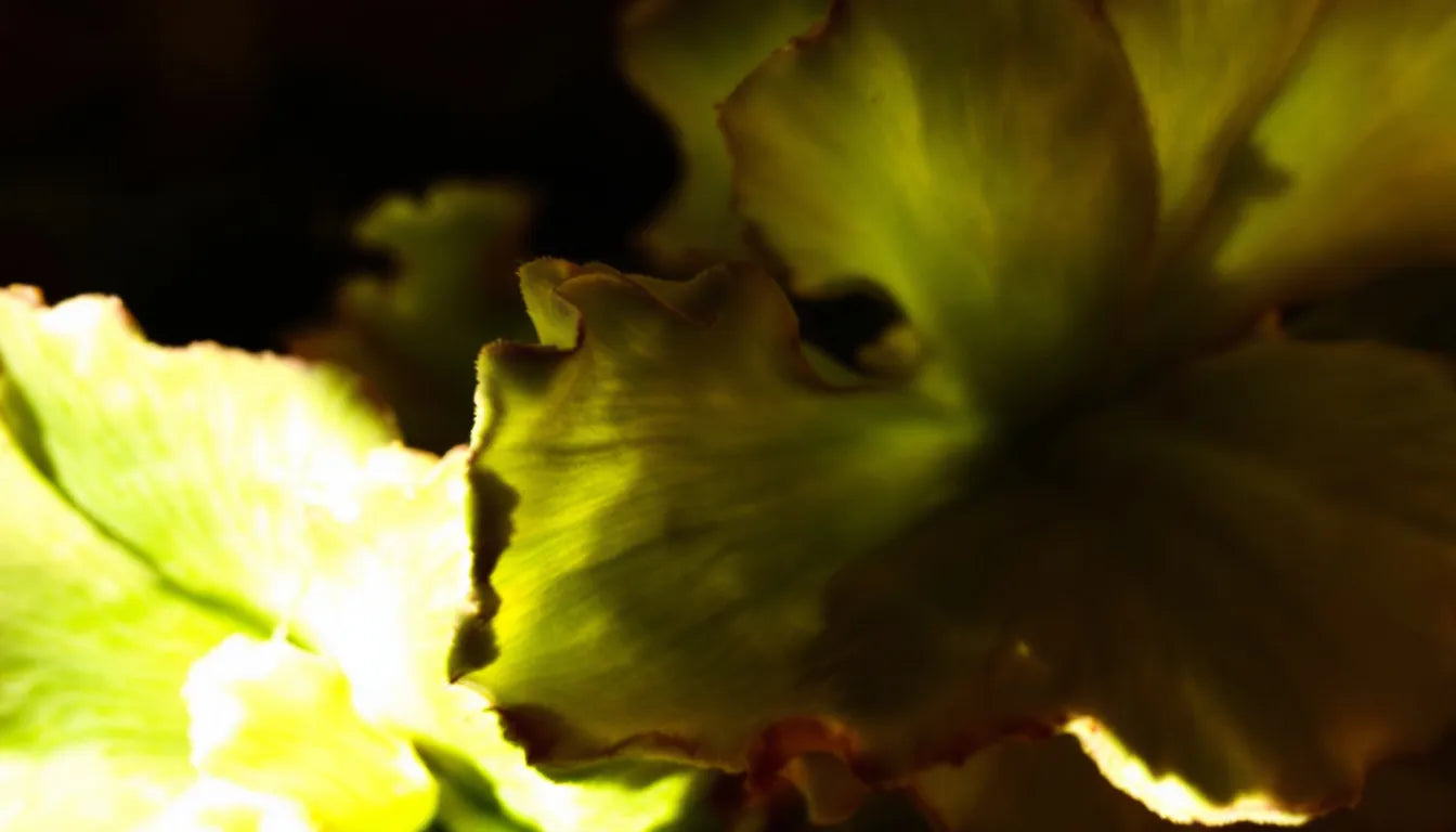 Bright green succulent leaves in sunlight