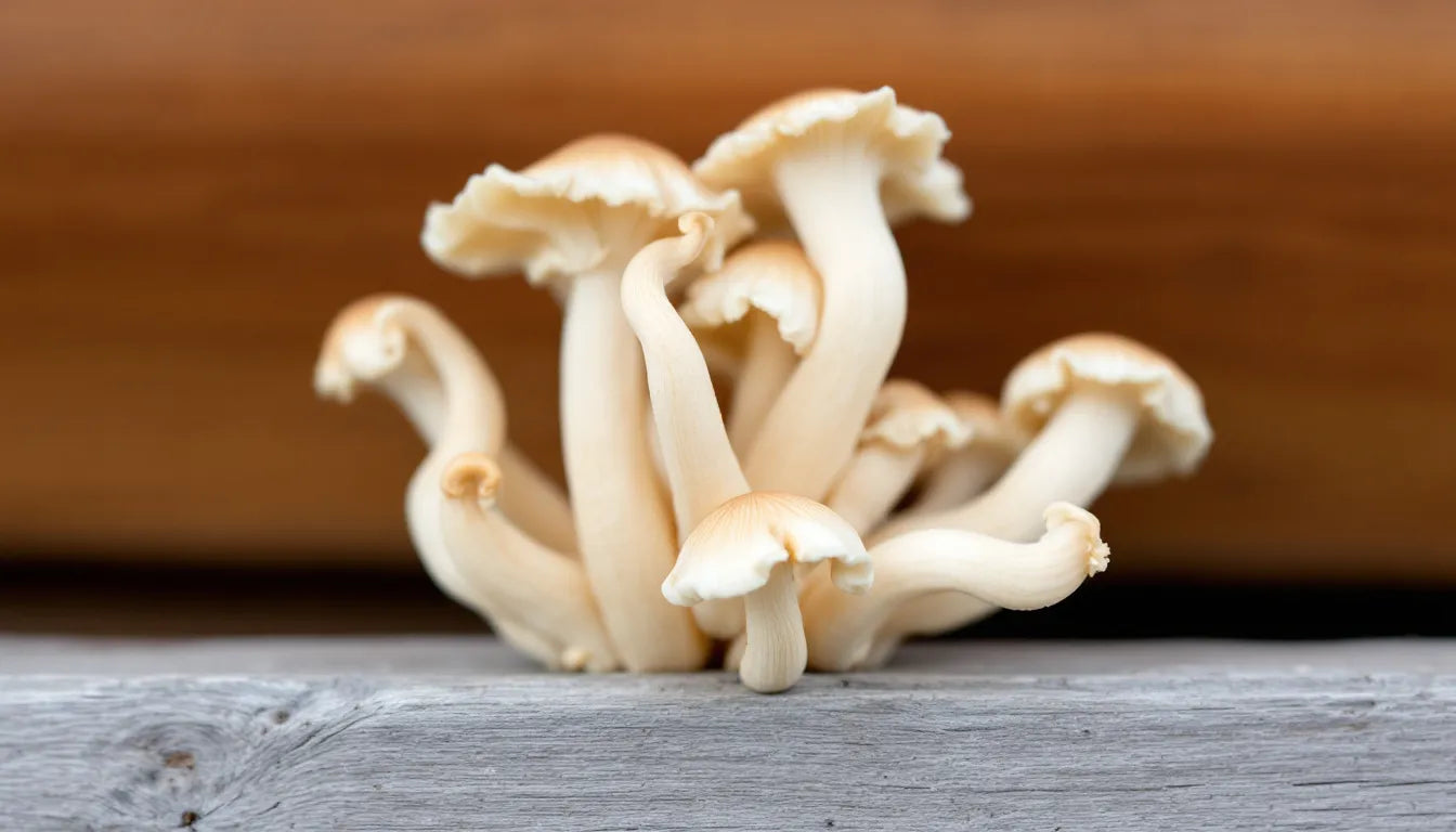 oyster mushrooms growing from packed straw substrate block