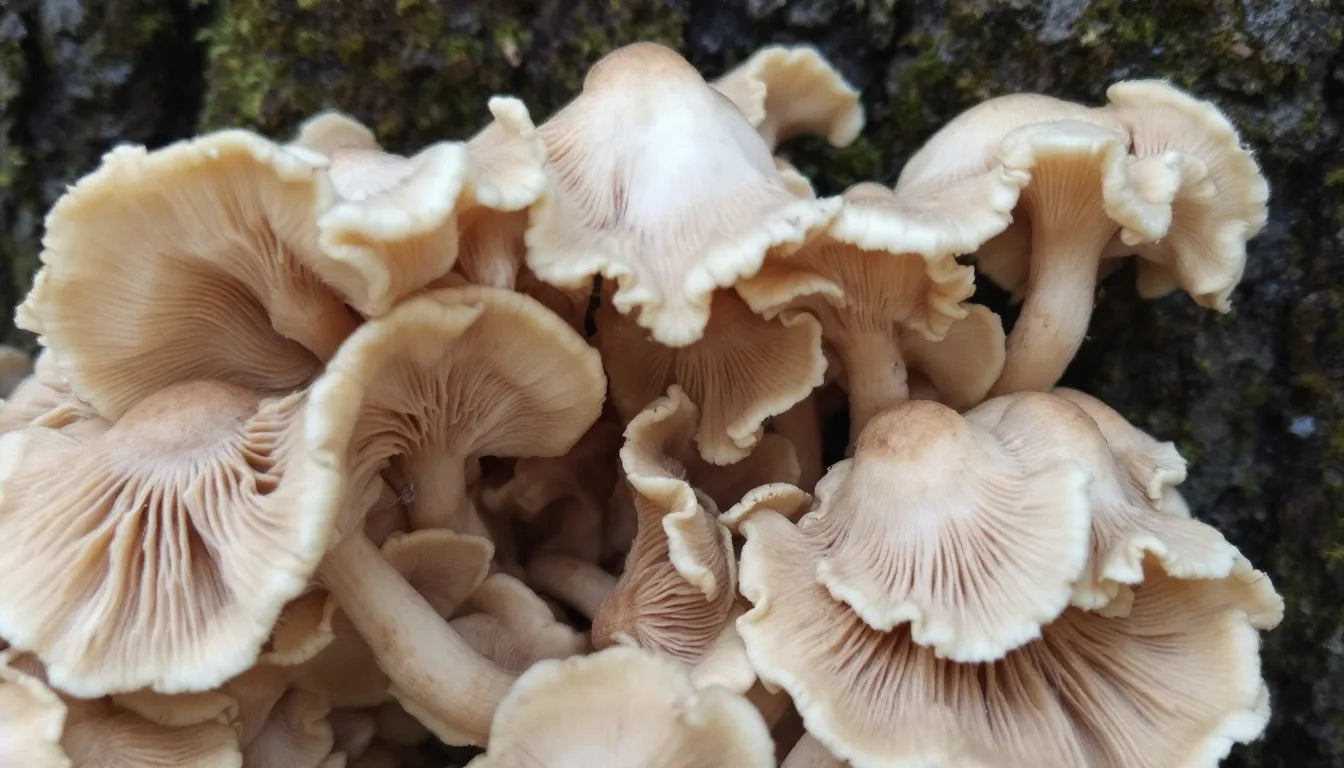 Oyster mushrooms known for digestive health benefits