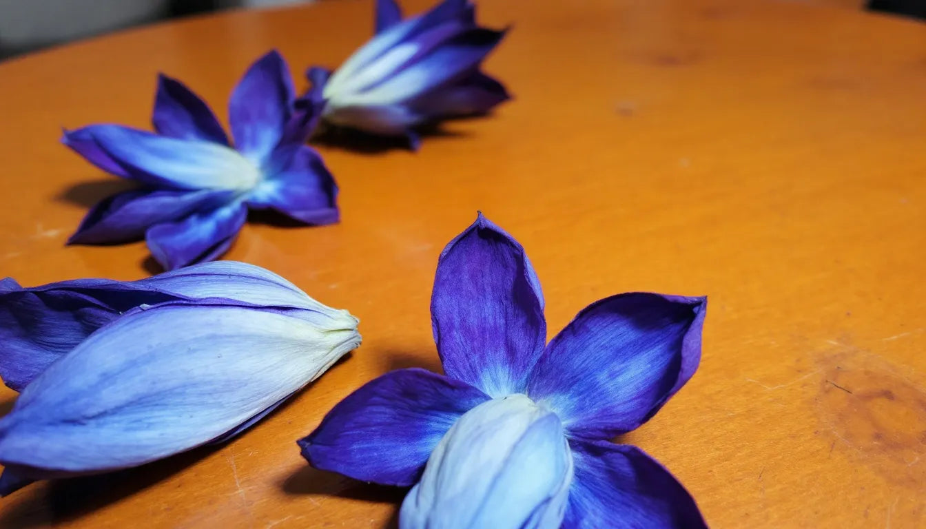 Dried blue lotus flowers on a wooden table