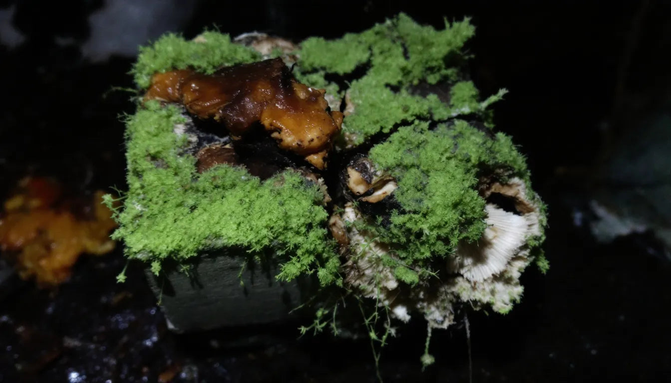 mushroom block infected with green mold contamination