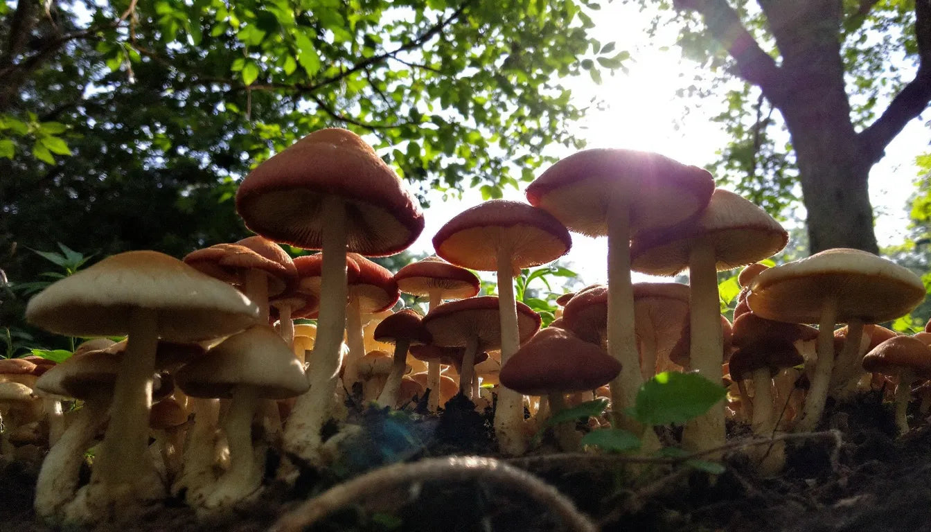 shaded outdoor mushroom bed near trees