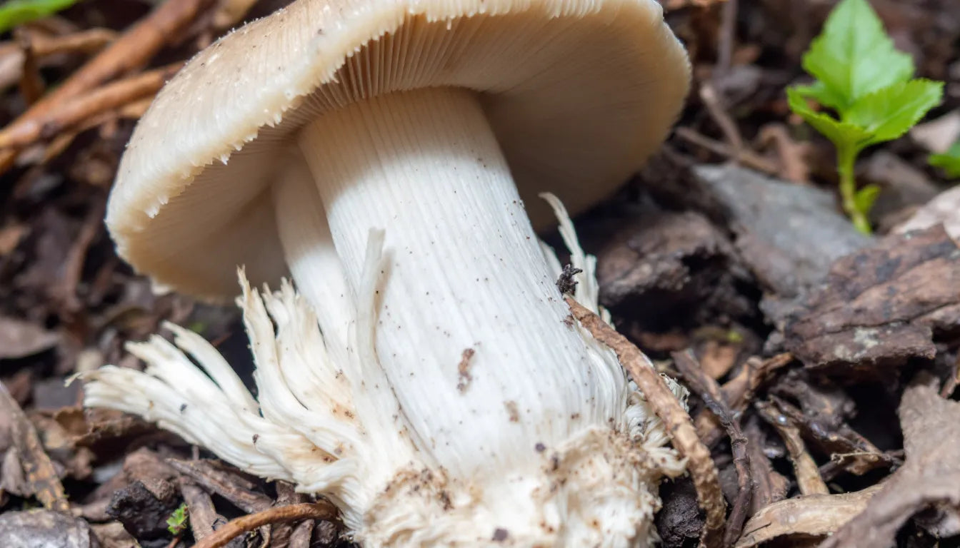 Close-up of psilocybe cubensis mushrooms with detailed texture and coloration.