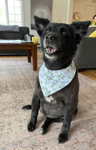 Dog wearing green floral dog bandana.