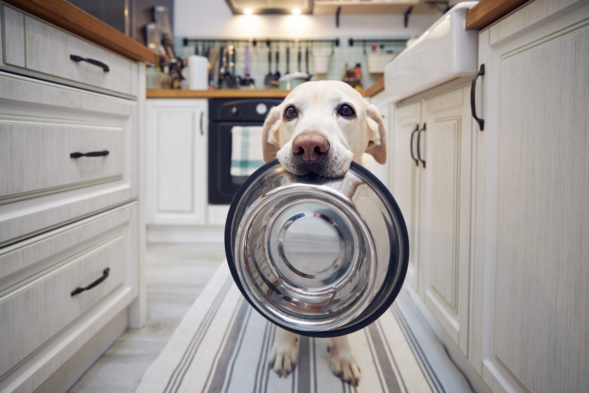 Dog holding empty bowl - Pure Life Raw Pet Food