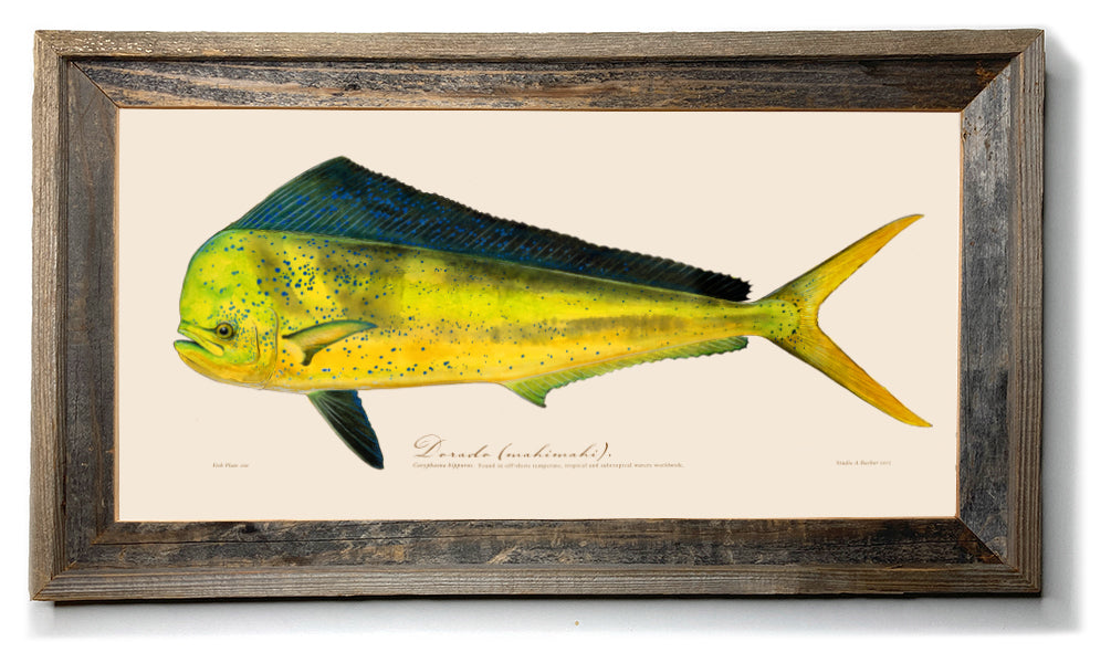 Offshore Fishing art | Dorado 100 painting Prints by Studio Abaxhar