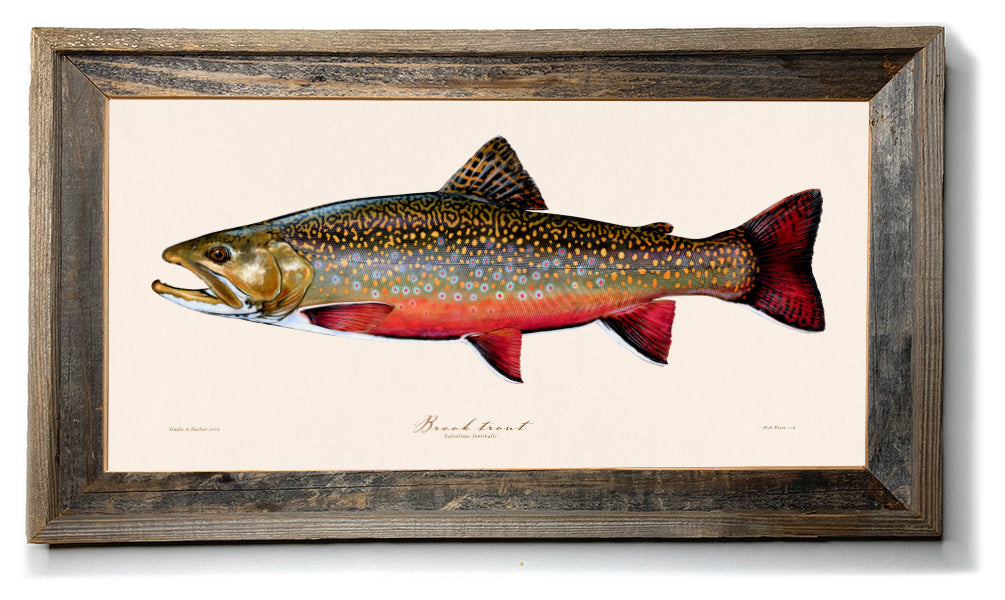 Trout Fly-Fishing in America - Illustrations and Plates by H. H.