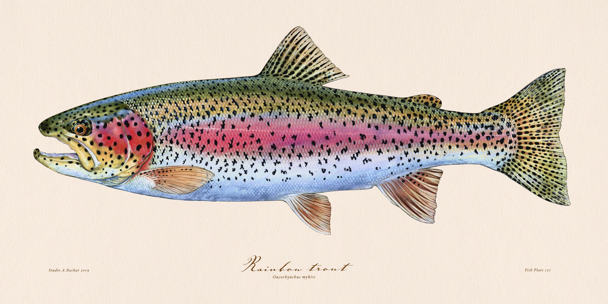 I first painted a rainbow trout when my husband and I were dating