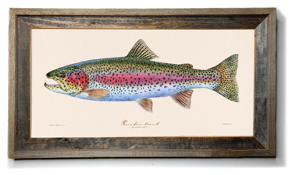 freshwater Fish art, Brook trout fish illustration painting prints