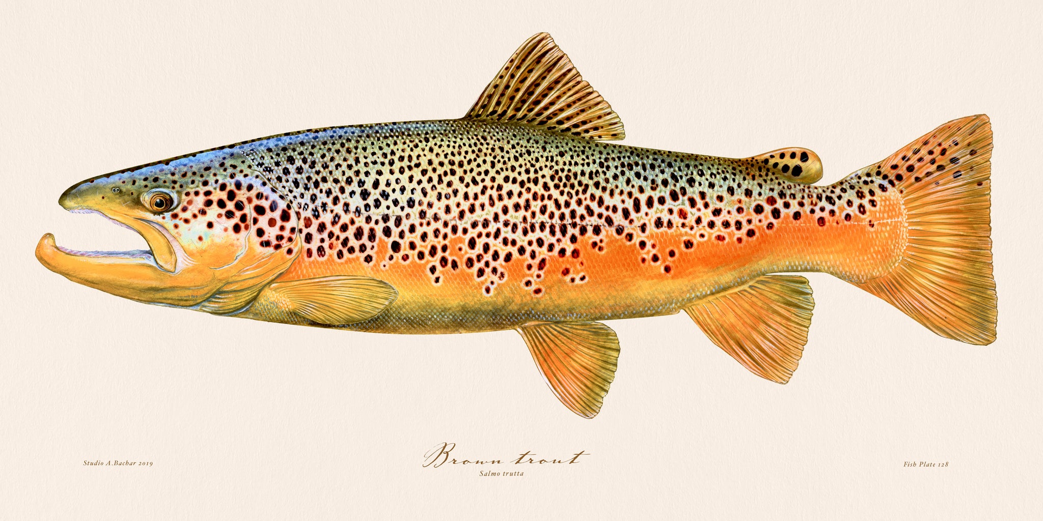 Brook Trout on River Rock - Delestrezart - Paintings & Prints, Animals,  Birds, & Fish, Aquatic Life, Fish, Freshwater Fish - ArtPal