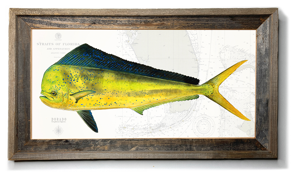 Offshore Fishing art  Dorado 100 painting Prints by Studio Abaxhar