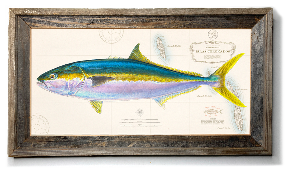 Yellowfin Tuna Art “Yellowfin Tuna Over Vintage Nautical Charts” Drawing