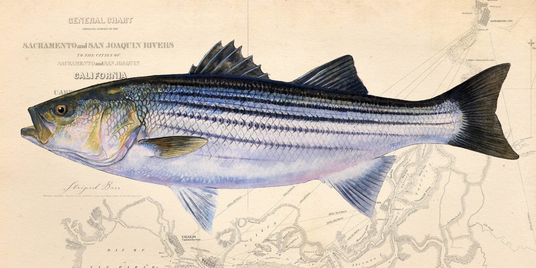 Striped Bass Illustration 109