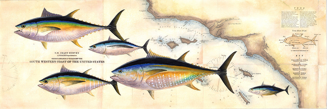 Tuna Species Chart