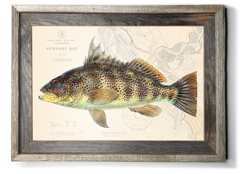 Patent77 Canvas Prints - Striped Bass Fishing Lure ( Animals > Sea Life > Fish > Bass art) - 26x18 in