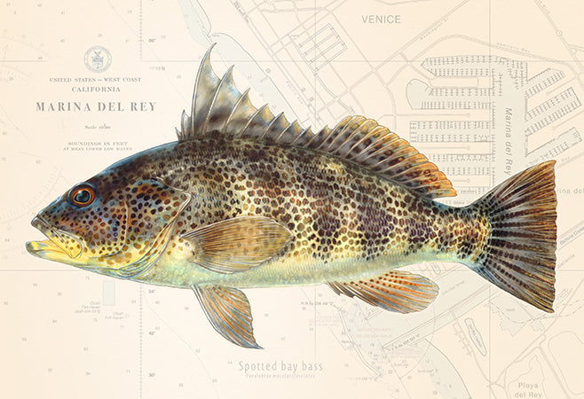 White Seabass Over Nautical Charts