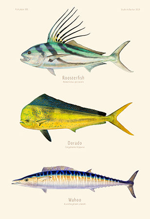 Offshore Fishing art  Dorado 100 painting Prints by Studio Abaxhar