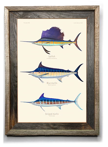 Tuna paintings Art “Tunas Over Vintage Nautical Charts” drawing